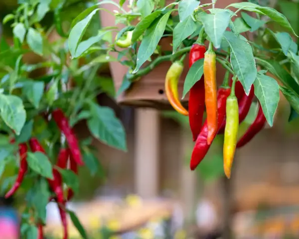 Chili sorter: röda, orange och gröna chilifrukter hänger mogna från en planta.