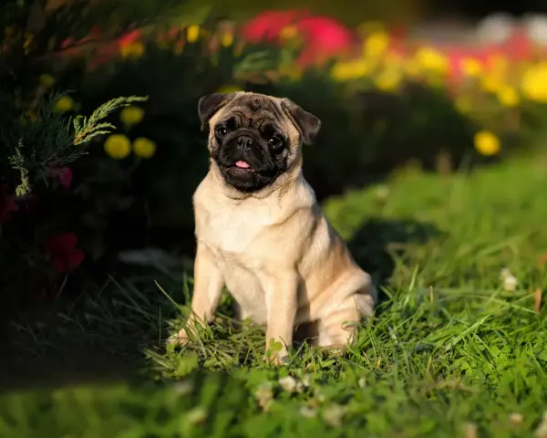 Un adorable perro pug sentado en la hierba, con flores borrosas de colores brillantes detrás.