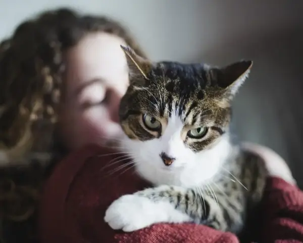 Kot w ramionach dziewczyny, czułe chwile felinoterapii.
