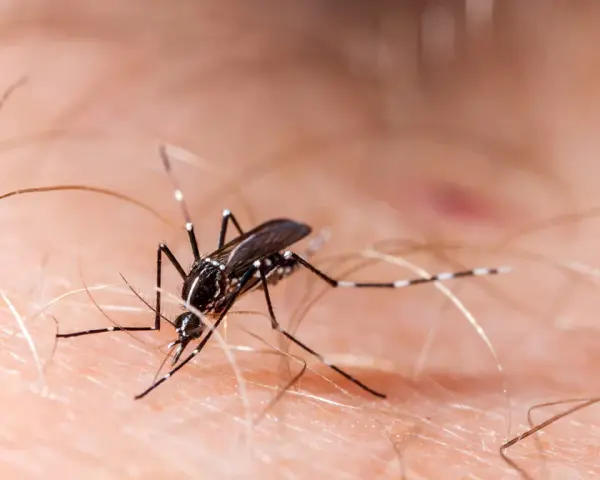 Un mosquito, uno de los molestos insectos de verano en casa, se posa sobre la piel, listo para picar.