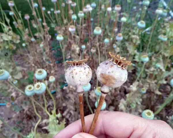 Due capsule di papavero comune, con uno sfondo sfocato di altre capsule e steli secchi.