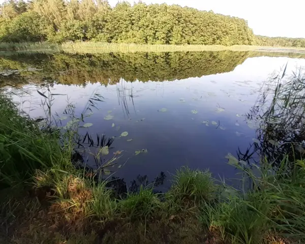 Spokojne jezioro Kopalińskie otoczone lasem, z odbijającymi się w wodzie drzewami i liliami wodnymi.