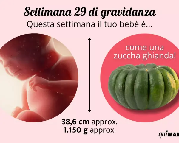 Bebè di 29 settimane di gravidanza, grande come una zucca ghianda. Misura circa 38,6 cm e pesa 1.150 g.