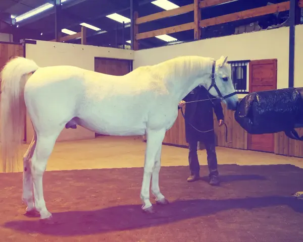 Un étalon blanc est préparé pour la collecte de sperme de cheval dans une écurie.