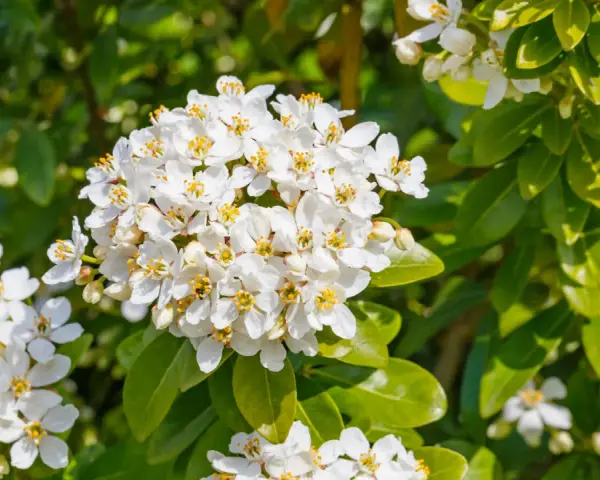 Gros plan sur des grappes de fleurs blanches parfumées de l'oranger du Mexique, mises en valeur par le feuillage vert luxuriant.