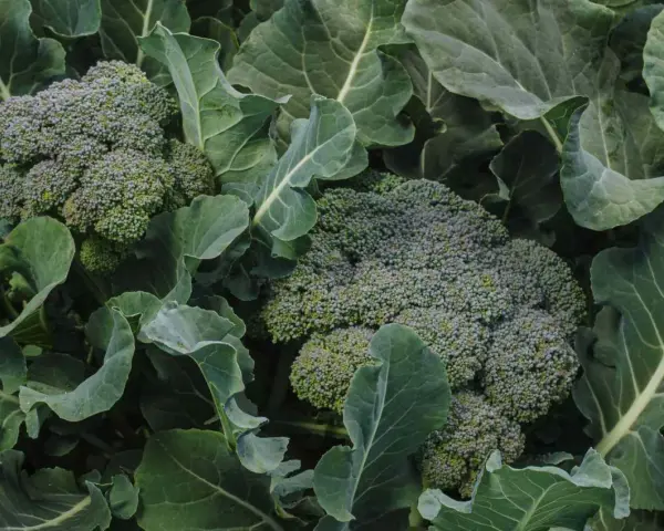 Close-up of fresh broccoli heads surrounded by large green leaves. Did you know broccoli is packed with vitamins?