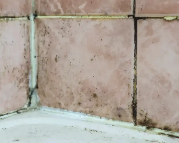 Moisissure noire et saleté sur les joints de carrelage rose dans un coin de salle de bain. Il est temps d'enlever l'odeur d'humidité de la salle de bain.
