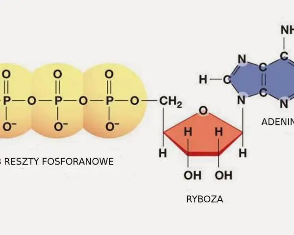ATP w biologii – klucz do zrozumienia energii w komórkach