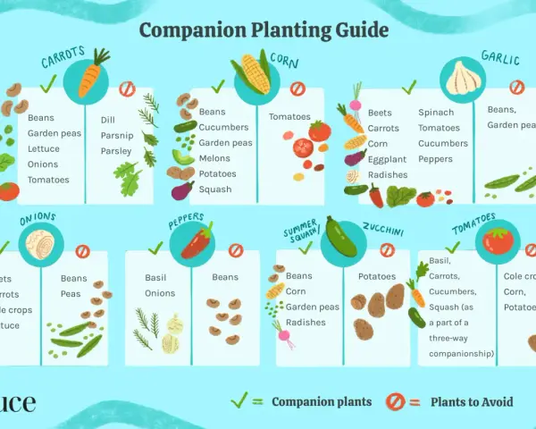 Companion planting guide showing what vegetables grow well together, like carrots with beans and tomatoes with basil.