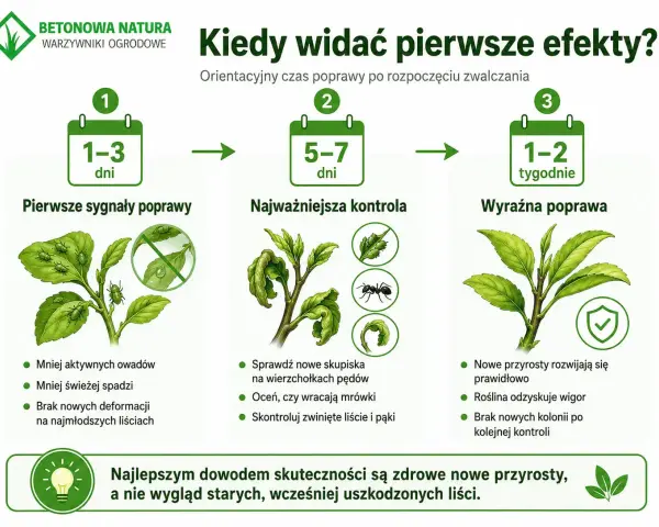 Grafika pokazuje, jak najskuteczniejszy preparat na mszyce działa w czasie: pierwsze sygnały poprawy po 1-3 dniach, kontrola po 5-7 dniach, a wyraźna poprawa po 1-2 tygodniach.