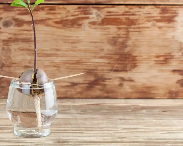 Ein Keimling wächst aus einem Avocadokern, der mit Zahnstochern in einem Glas Wasser steckt. Der Beginn, Avocado ziehen.