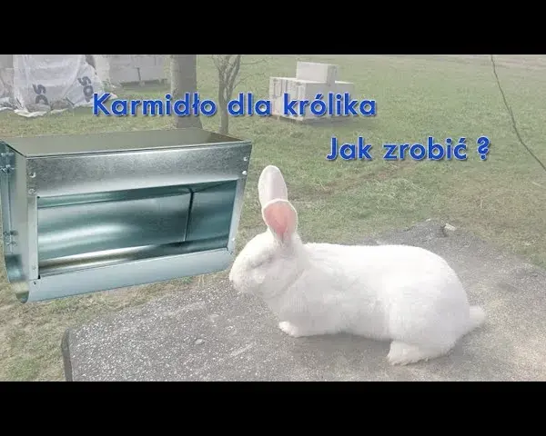 Jak zrobić karmnik dla królików - proste i tanie rozwiązania DIY