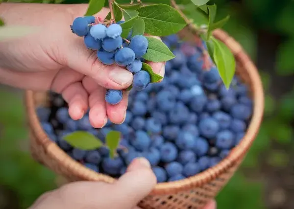 Kiedy jest sezon na jagody? Odkryj najlepszy czas na zbiór i smak