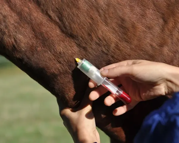 Prélèvement sanguin sur un cheval, potentiellement pour une liste produits dopants chevaux.