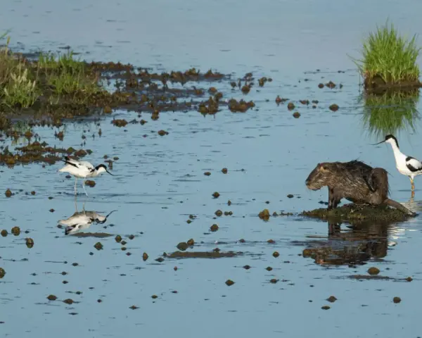 Rozlewiska Warty: nutria i szablodziób czarno-biały stoją w płytkiej wodzie, odbijając się w tafli.
