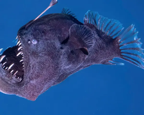 Un pez abisal oscuro con una boca llena de dientes afilados y un señuelo bioluminiscente sobre su cabeza, nadando en aguas profundas.