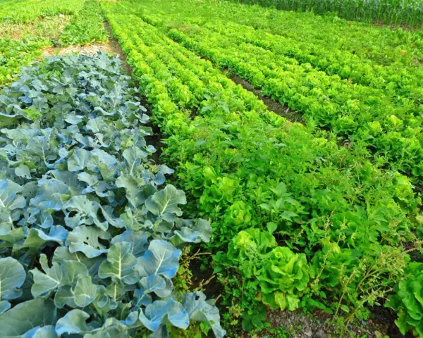 Un rigoglioso terreno incolto con file di cavoli blu e lattuga verde brillante.