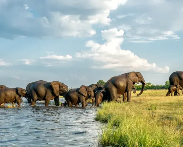 Stado słoni przeprawia się przez rzekę, tworząc niezapomniany widok podczas botswana wycieczki.