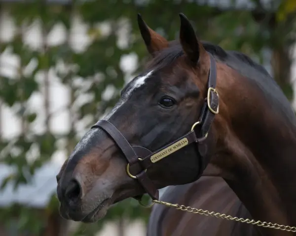 Profil du cheval Diamant de Semilly, un étalon brun avec une étoile blanche sur le front, portant une bride en cuir.