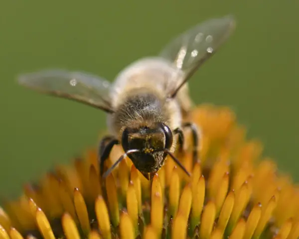 Eine Biene sammelt Nektar auf einer Blüte. Dieser Nektar wird zu honig gesund, einem wertvollen Naturprodukt.