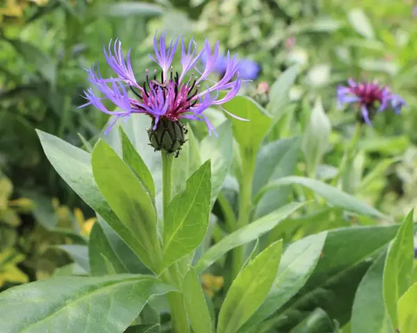 Eine lila berg flockenblume entfaltet ihre zarten Blütenblätter inmitten grüner Blätter.