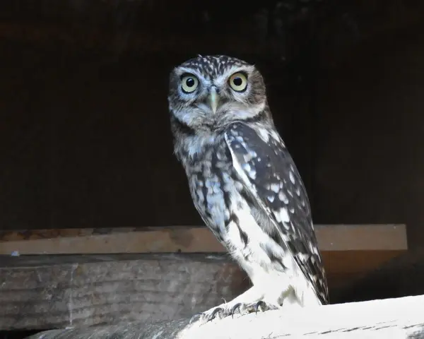 Un mochuelo europeo, con sus grandes ojos amarillos, posa en una viga de madera.