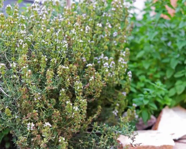 Ein dichter Thymianbusch mit vielen kleinen weißen Blüten. Perfekt, um Thymian zu vermehren und den Garten zu verschönern.