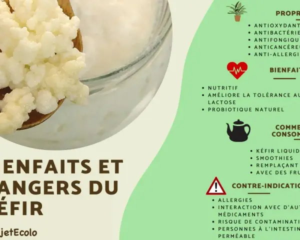 Grains de mère de kéfir sur une cuillère en bois, avec des informations sur ses bienfaits et dangers.