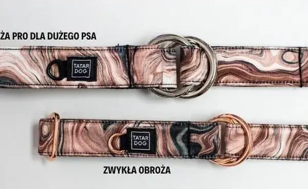 Jaką obrożę dla cane corso wybrać, aby zapewnić mu komfort?