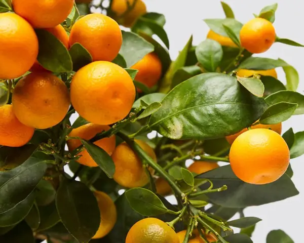Naranjos cargados de frutos, listos para ser protegidos con insecticida para naranjos.