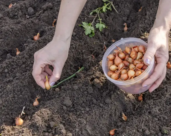 Sadzenie cebulek. Zastanawiasz się, co sadzić koło cebuli? Warto posadzić marchewkę, która odstrasza połyśnicę cebulankę.