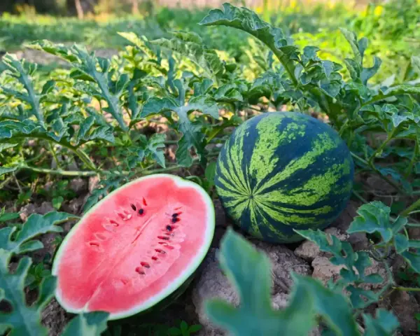 Dojrzała sadzonka arbuza z przekrojoną połówką i całą kulą wśród zielonych liści.