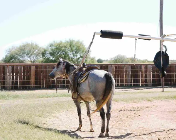 Cheval gris sellé, prêt à être attaché à un marcheur pour chevaux. L'équipement est visible, suggérant comment fabriquer un marcheur pour chevaux.