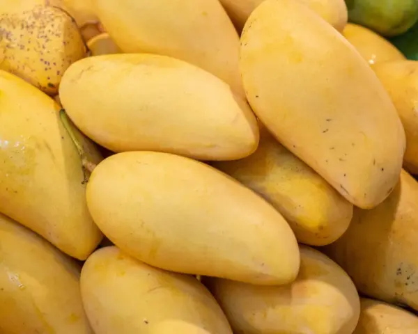 Stos dojrzałych, żółtych mango. Warto znać mango przeciwwskazania, zwłaszcza przy cukrzycy czy alergiach.