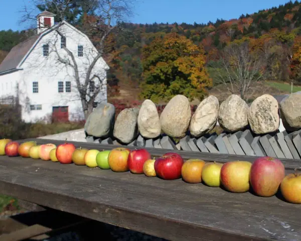 A row of sweet apple types, from yellow to red, displayed on a wooden table in front of a white barn and autumn foliage.