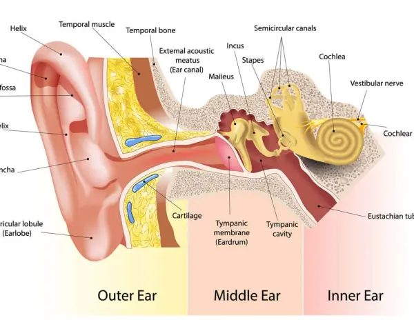 Schéma de l'oreille montrant comment fonctionne une oreille : pavillon, conduit auditif, tympan, osselets, cochlée et nerfs.