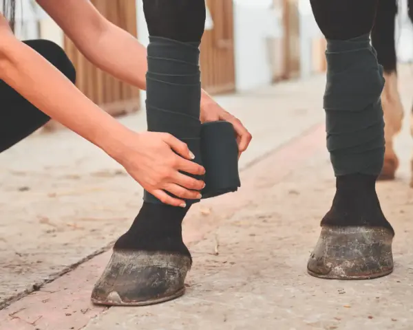 Une personne bande la jambe d'un cheval pour prévenir la tendinite.