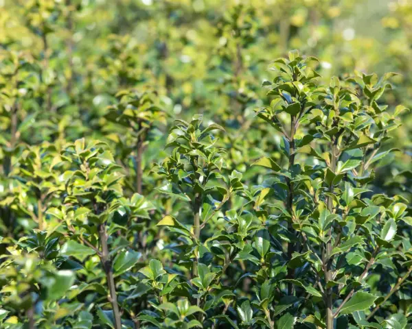 Dichte grüne Ilex-Pflanzen, bereit für den Rückschnitt. Die Blätter glänzen im Sonnenlicht.