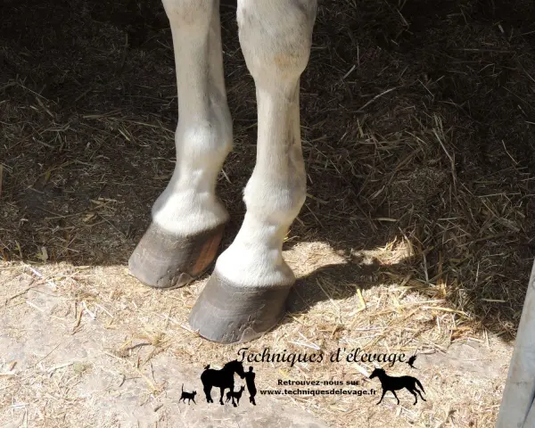 Pieds d'un cheval sur la paille, montrant les sabots. Une attention particulière est portée aux membres, potentiellement affectés par la maladie naviculaire.