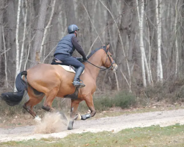 Un galopeur cheval brun, monté par un cavalier en tenue d'équitation, s'élance sur un chemin sablonneux, soulevant la poussière dans une forêt aux arbres fins.