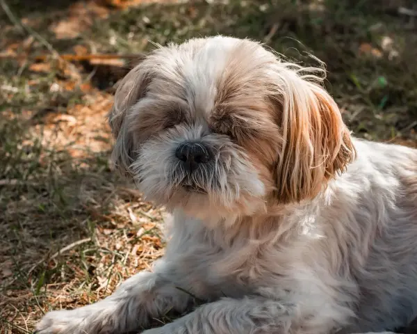 Puszysty piesek Shih Tzu odpoczywa na trawie. Może dlatego pies śpi przy głowie, bo czuje się bezpiecznie i blisko swojego opiekuna.