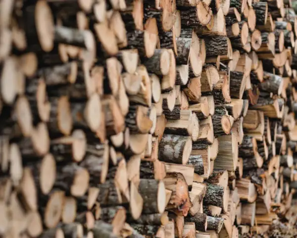 Un mur de bois de hêtre coupé, prêt pour le chauffage d'hiver. Les bûches sont empilées en rangées serrées, révélant leurs cernes et leur écorce rugueuse.