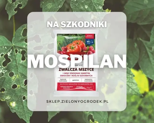 Opakowanie środka Mospilan na tle zielonych liści z dziurami.