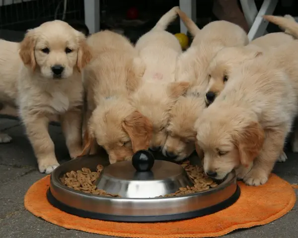 Ile karmy dla szczeniaka Golden Retrievera? Uniknij błędów!