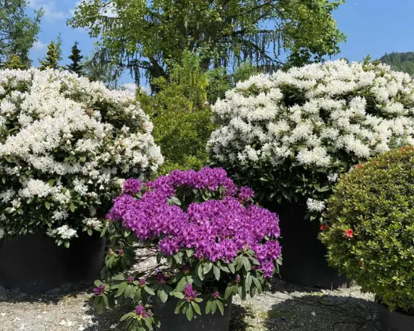 Prächtige Rhododendron-Pflanzen in Weiß und Lila blühen üppig in großen Töpfen.