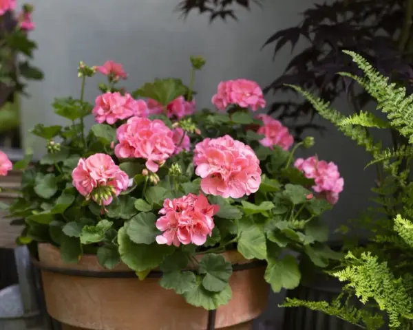En kruka med rosa pelargoner som blommar frodigt. En perfekt plantering att toppa pelargon med.