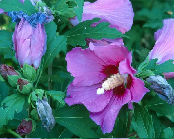 Hibiscus roses en pleine floraison, certaines fanées, prêtes pour quand tailler hibiscus.