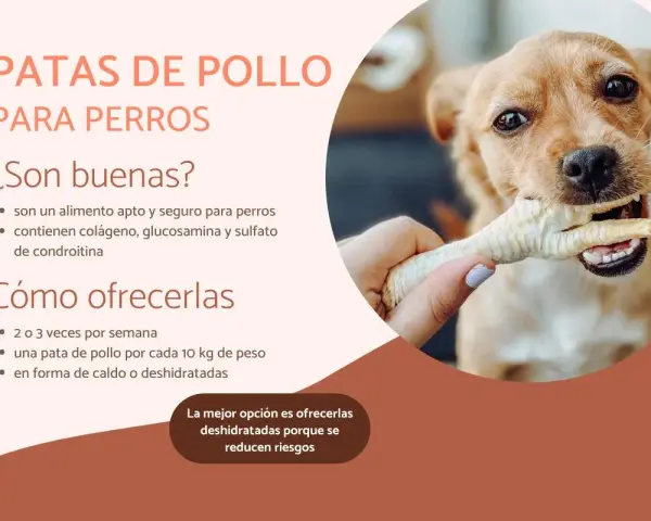 Un perro feliz muerde una pata de pollo, un snack saludable y seguro para perros.