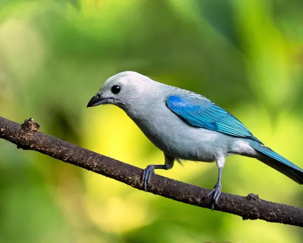Pájaro azul y gris posado en una rama, listo para su canto de aves.