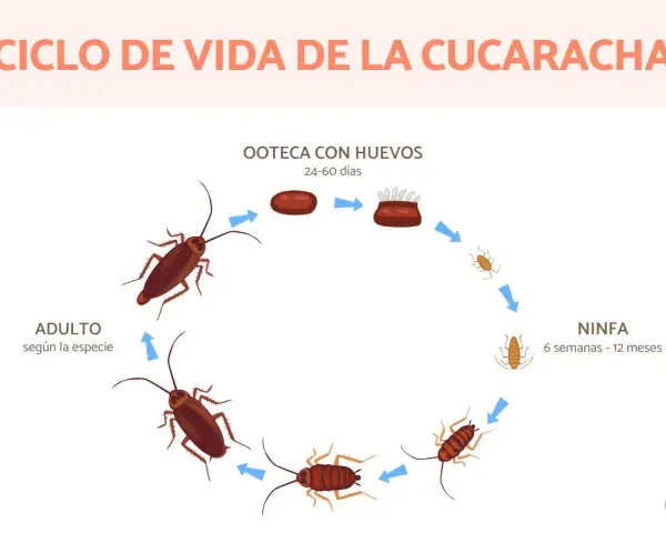 Ciclo de vida de la cucaracha: ooteca con huevos (24-60 días), ninfa (6 semanas-12 meses) y adulto. Así se responde a cuanto tarda en nacer una cucaracha.